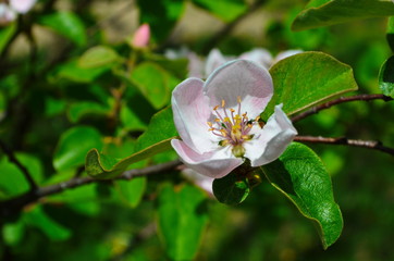 Fragrant young white flower on blossoming quince tree in sunny spring morning