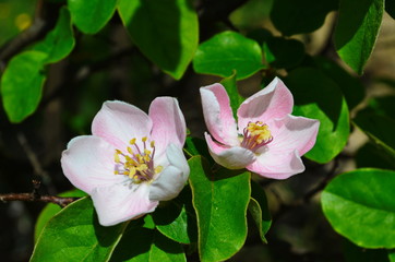 Fragrant young white flower on blossoming quince tree in sunny spring morning