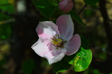 Fragrant young white flower on blossoming quince tree in sunny spring morning