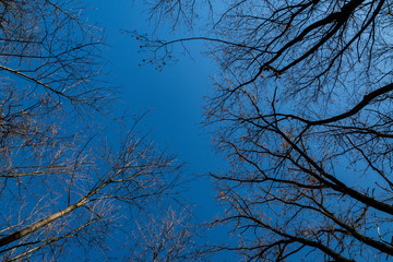 Clear, fine, day, blue, sky, autumn, forest, trees, without, foliage, crown, look, in the sky,...
