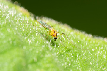 Non-biting midge also known as Chironomidae