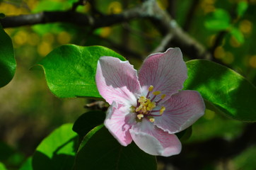 Fragrant young white flower on blossoming quince tree in sunny spring morning