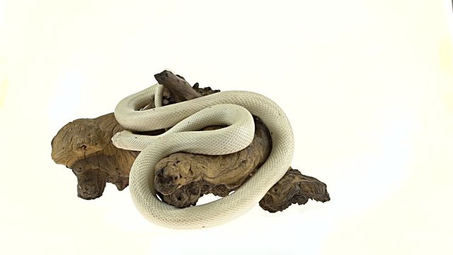 Texas rat snake isolated on wooden snag at white background in studio. Close up. Slow motion