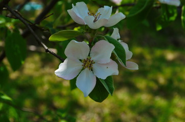 Fragrant young white flower on blossoming quince tree in sunny spring morning