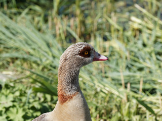 (Alopochen aegyptiaca) Head of a female Egyptian goose with long neck, patches encercling brown eyes 