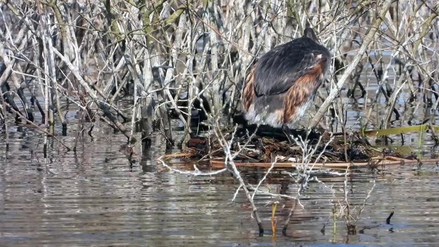 Haubentaucher&nbsp;(Podiceps cristatus) br&uuml;tet