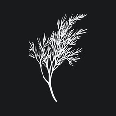 Fresh fennel branch isolated on black background. Dill bunch. Vector illustration