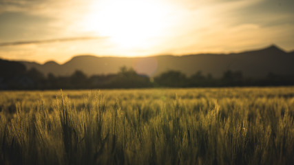 Fototapeta premium Abendstimmung im Weizenfeld
