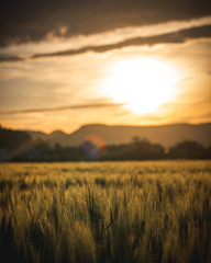 Abendstimmung im Weizenfeld