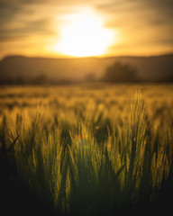 Naklejka premium Abendstimmung im Weizenfeld