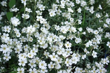 Wei&szlig;e Polsterstauden im Garten