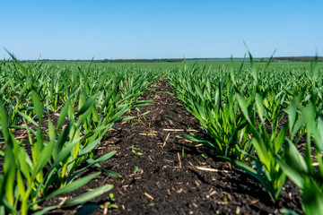 Young wheat seedlings grow in a field on a Sunny slope. The young green wheat grows from the soil of a friendly series against the blue sky © Игорь Кляхин