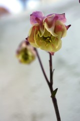 Aquilegia vulgaris Akalei