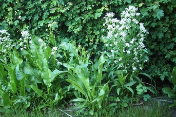 Aquilegia vulgaris Akalei