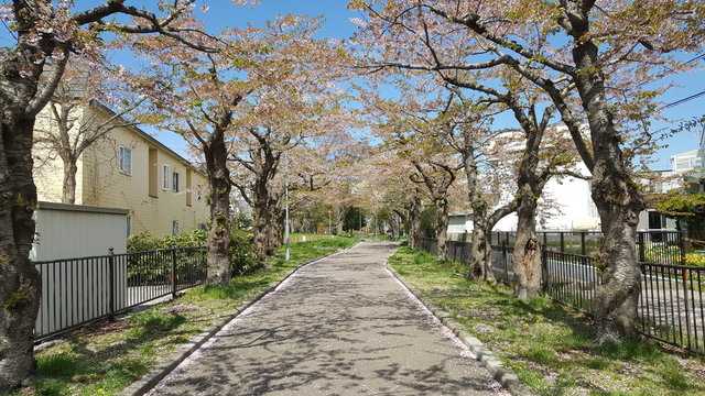 桜の花びらが舞い散った桜並木道