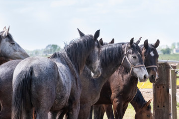 A herd of young mares go to pasture for the first time on a sunny spring day. Blue sky. Heads of dressage and jumping horses in a meadow. Breeding horses, selctive focus