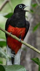Baird's Trogon - Trogon bairdii