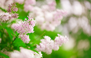 Lilac flowers branch on blurred background. Beautiful flowering flowers of lilac tree at spring. Blossoming in Spring. Spring background. Selective focus.