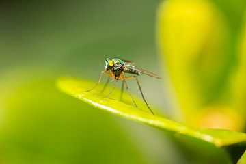 Green Long-legged Fly also known as Dolichopodidae