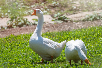 Two white geese eat grass on a green lawn