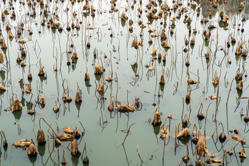 Autumn withered lotus leaf in the pond