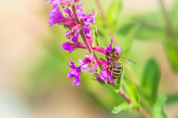 A bee collects nectar from bright purple Loosestrife flowers.
