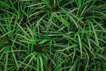 Natural background of green leaves with vintage filter 