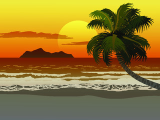 Fototapeta na wymiar palm tree on the beach 