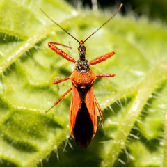 Red Spiny Assassin Bug also known as Scipinia arenacea