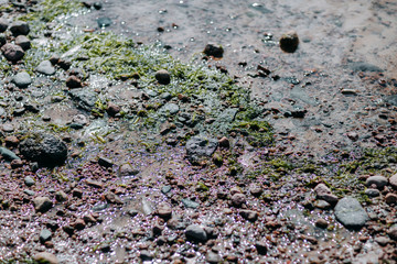 Ocean shore, sand and rocks on the sea coast. slime on the shore