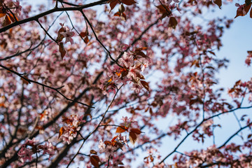 Cherry trees in bloom, beautiful flowers close-up, spring blooming