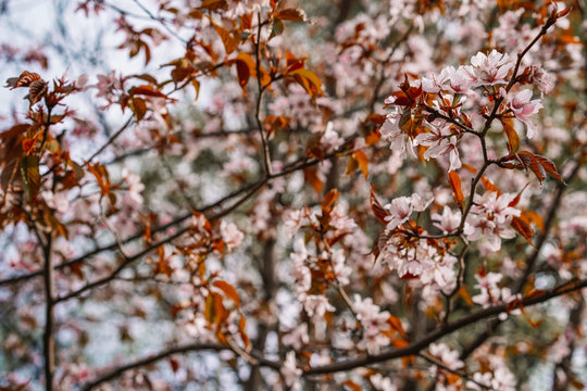 Cherry trees in bloom, beautiful flowers close-up, spring blooming