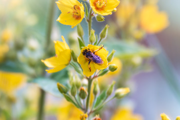 A bee collects nectar from yellow flowers of Lysimachia punctata, dotted loosestrife, large yellow loosestrife or spotted loosestrife in summer close-up.