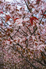 Cherry trees in bloom, beautiful flowers close-up, spring blooming