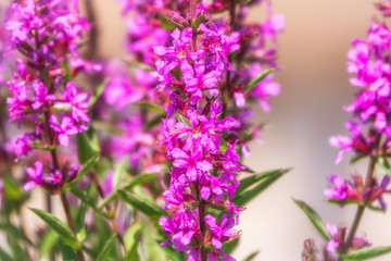 Fototapeta premium Summer Flowering Purple Loosestrife, Lythrum tomentosum on a green blured background.