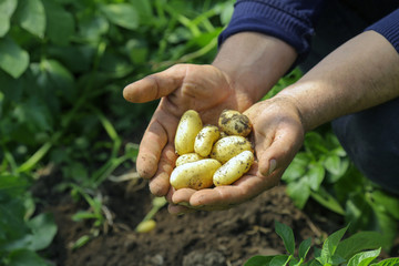 Naklejka na ściany i meble Raw potatoes in farmer hands