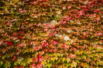 Living wall with leaves of wild grapes on a sunny day in Provence. Copy space.