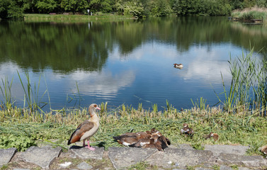 (Alopochen aegyptiaca) Egyptian goose. Adult male and female care for the chicks in their nest at the edge of a waterpark 