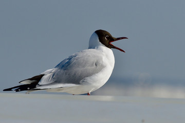 Lachmöwe