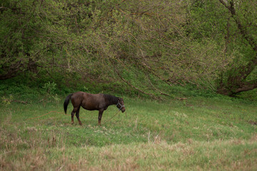 horse on a green field
