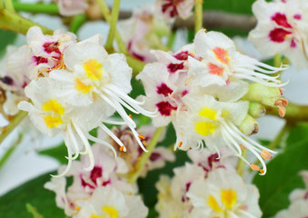 Blossoming horse-chestnut (buckeye), close up of inflorescence.