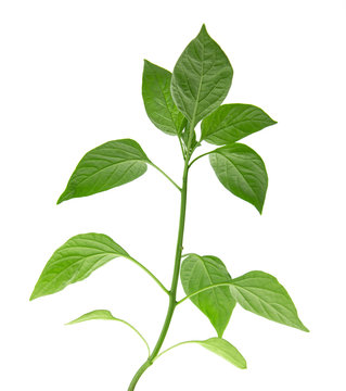 young plant of red pepper with roots on a white background