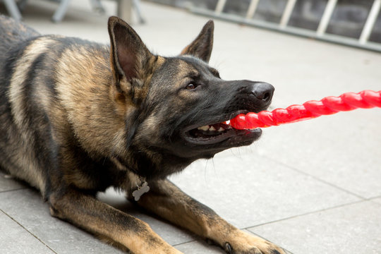 Herder pup doet trekspelletje.