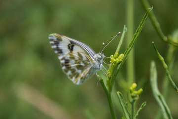 butterfly on a flower