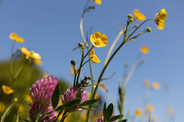 Obraz na płótnie Canvas Wild flowers in with blue sky in springtime. Nature Theme background
