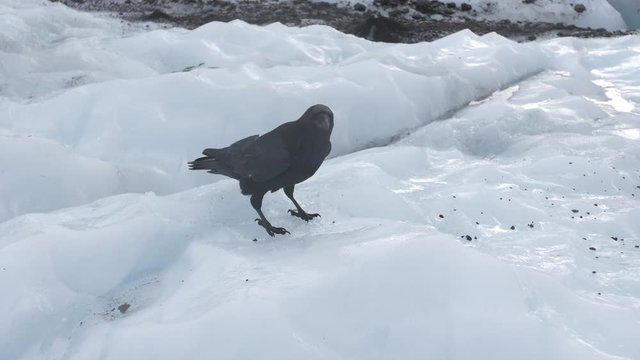 Raven look around on melting glacier in Skaftafell, Iceland. Slowmotion.
