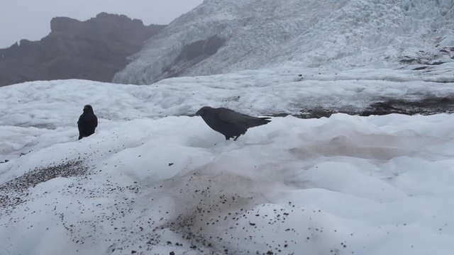Two ravens searching for food on melting glacier in windy and cloudy day, Iceland.
