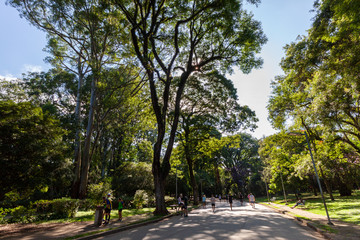 Fototapeta na wymiar Beautiful Trees with a green leafs in Sunny weather in Ibirapuera garden in San Paulo, Brazil in February 