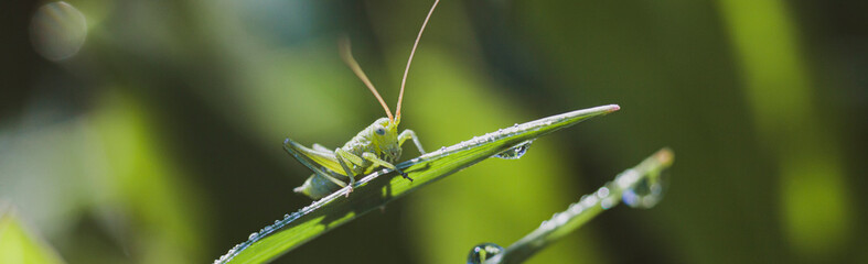Green locust on grass. Macro life of grasshoppers.