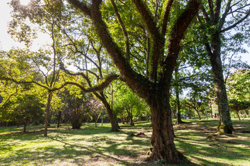 Fototapeta premium Beautiful Trees with a green leafs in Sunny weather in Ibirapuera garden in San Paulo, Brazil in February 